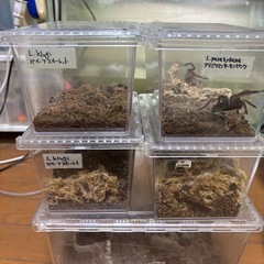 中古クリアスライダー　ラージ　10個セット　③土日限定値下げ中 楽天市場】クリアースライダー ラージ プラケース W267
