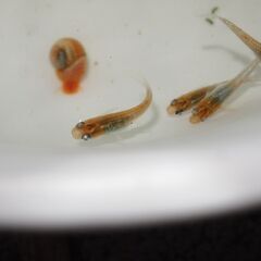 メダカ　完売　レッドクリフダークタイプ稚魚2㎝以上　24匹の画像