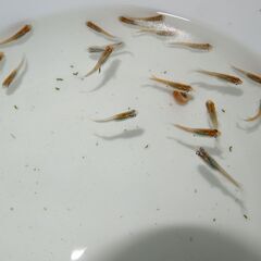 メダカ　完売　レッドクリフダークタイプ稚魚2㎝以上　24匹の画像