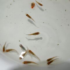 メダカ　完売　レッドクリフダークタイプ稚魚2㎝以上　24匹の画像