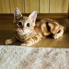 3ヶ月の茶トラです
