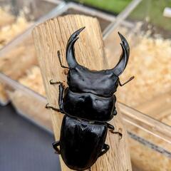 国産オオクワガタ能勢SRの幼虫4頭（オス2・メス2）の画像