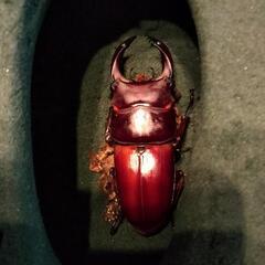 国産オオクワガタ能勢SRの幼虫4頭（オス2・メス2）の画像