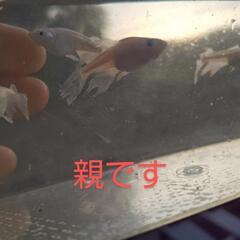 スーパーオパールヒレナガメダカ20匹の画像