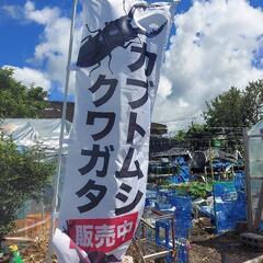 金魚、メダカ、カブトムシ、クワガタ販売の画像