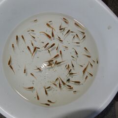 メダカ　五式タイプR稚魚（1～2センチ前後）　匹数不明　ケース売りの画像