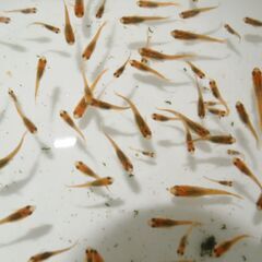 メダカ　五式タイプR稚魚（1～2センチ前後）　匹数不明　ケース売りの画像