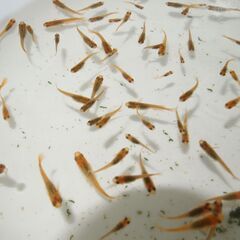 メダカ　五式タイプR稚魚（1～2センチ前後）　匹数不明　ケース売りの画像