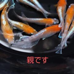 レッドクリフ紅白メダカ★選別漏れ20匹の画像