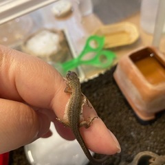 赤ちゃんカナヘビ2匹　赤ちゃん日本トカゲ1匹