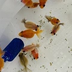 ピンポンパール2cm～1匹200円の画像