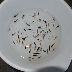メダカ　五式タイプR　GOD稚魚（1～2㎝前後）　匹数不明　ケース売りの画像