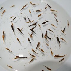 メダカ　五式タイプR　GOD稚魚（1～2㎝前後）　匹数不明　ケース売りの画像