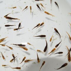 メダカ　五式タイプR　GOD稚魚（1～2㎝前後）　匹数不明　ケース売りの画像