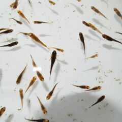 メダカ　五式タイプR　GOD稚魚（1～2㎝前後）　匹数不明　ケース売りの画像