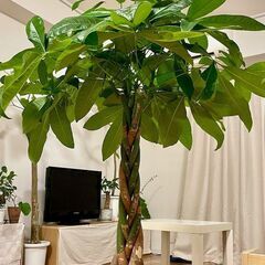 大型の観葉植物やお世話に疲れた植物たちを譲って下さい！