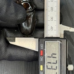 [国産オオクワガタNO:155]能勢産　70ミリペアーの画像