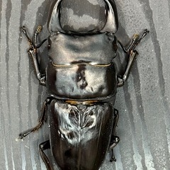 [国産オオクワガタNO:155]能勢産　70ミリペアーの画像