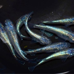 高級メダカ 稚魚ランダム20匹+aの画像