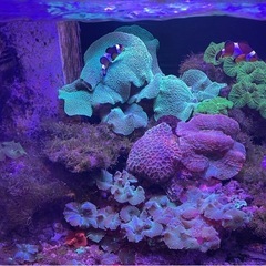 サンゴの画像