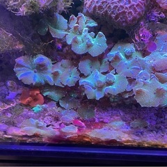 サンゴの画像