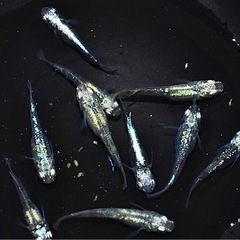 高級メダカ 稚魚ランダム20匹+aの画像