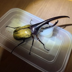 ヘラクレスオオカブト初令&二令幼虫5匹　親種美形⭐︎の画像