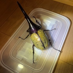 ヘラクレスオオカブト初令&二令幼虫5匹　親種美形⭐︎の画像