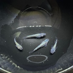 メダカ　ネプチューンの画像