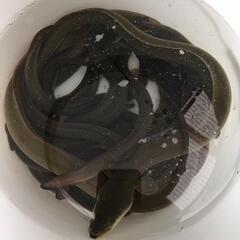 66.o(^o^)o夏だ！鰻釣りだ　鰻釣り　　ラインオープンチャ...