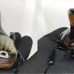 D.Hヘラクレス ♂153mm単品の画像