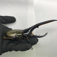 D.Hヘラクレス ♂153mm単品の画像