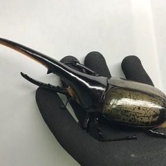 D.Hヘラクレス ♂153mm単品の画像
