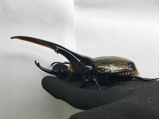 D.Hヘラクレス ♂153mm単品