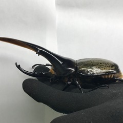 D.Hヘラクレス ♂153mm単品の画像
