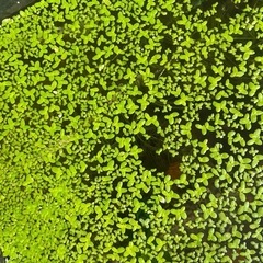 アオウキクサ 浮草 水草の画像