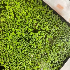 アオウキクサ 浮草 水草の画像