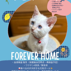 🍉岡田ほご猫譲渡会🍉8月24日(日)13時〜16時
