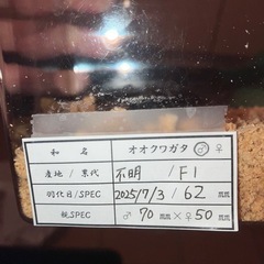 オオクワガタ新成虫♂♀ペアの画像