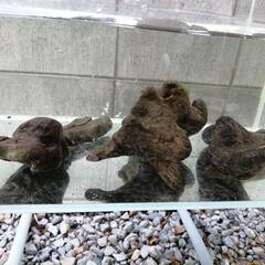 流木3本セットの画像