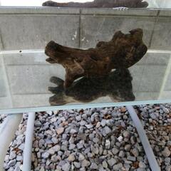 流木3本セットの画像