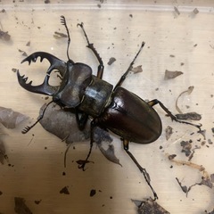 神崎産　天然ミヤマクワガタ60mm
の画像