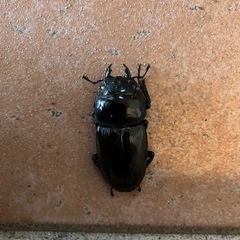 オオクワガタ新成虫♂♀ペアの画像