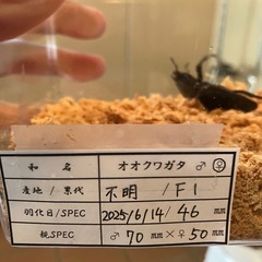 オオクワガタ新成虫♂♀ペアの画像