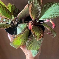 観葉植物　エピスシア　クプレアータ　2ポットの画像