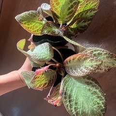 観葉植物　エピスシア　クプレアータ　2ポットの画像