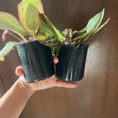 観葉植物　エピスシア　クプレアータ　2ポットの画像