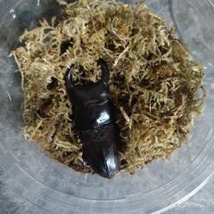 国産オオクワガタの画像