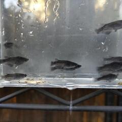オロチメダカの画像
