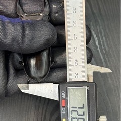 [国産オオクワガタNO:156]売約済奈良輪川西系統72ミリペアー の画像